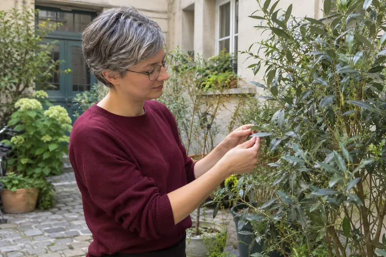 Une femme observe les feuilles d’un arbuste dans une cour.