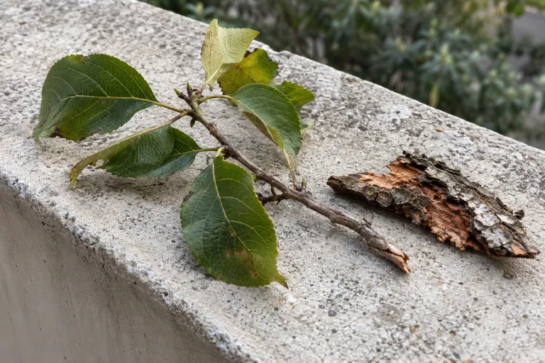 Une petite branche feuillue et un morceau d’écorce reposent sur un muret.